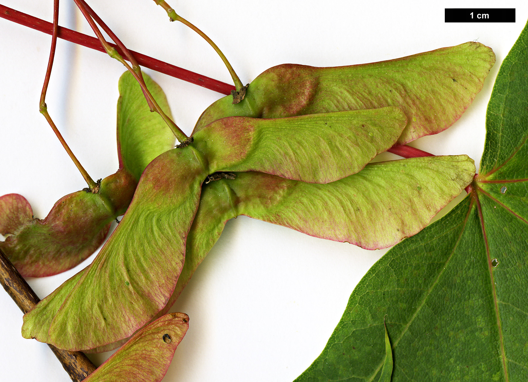 High resolution image: Family: Sapindaceae - Genus: Acer - Taxon: pictum - SpeciesSub: subsp. macropterum